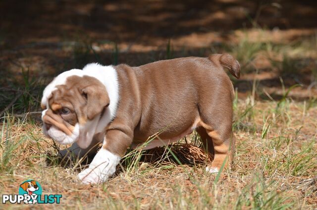 British Bulldog Puppies