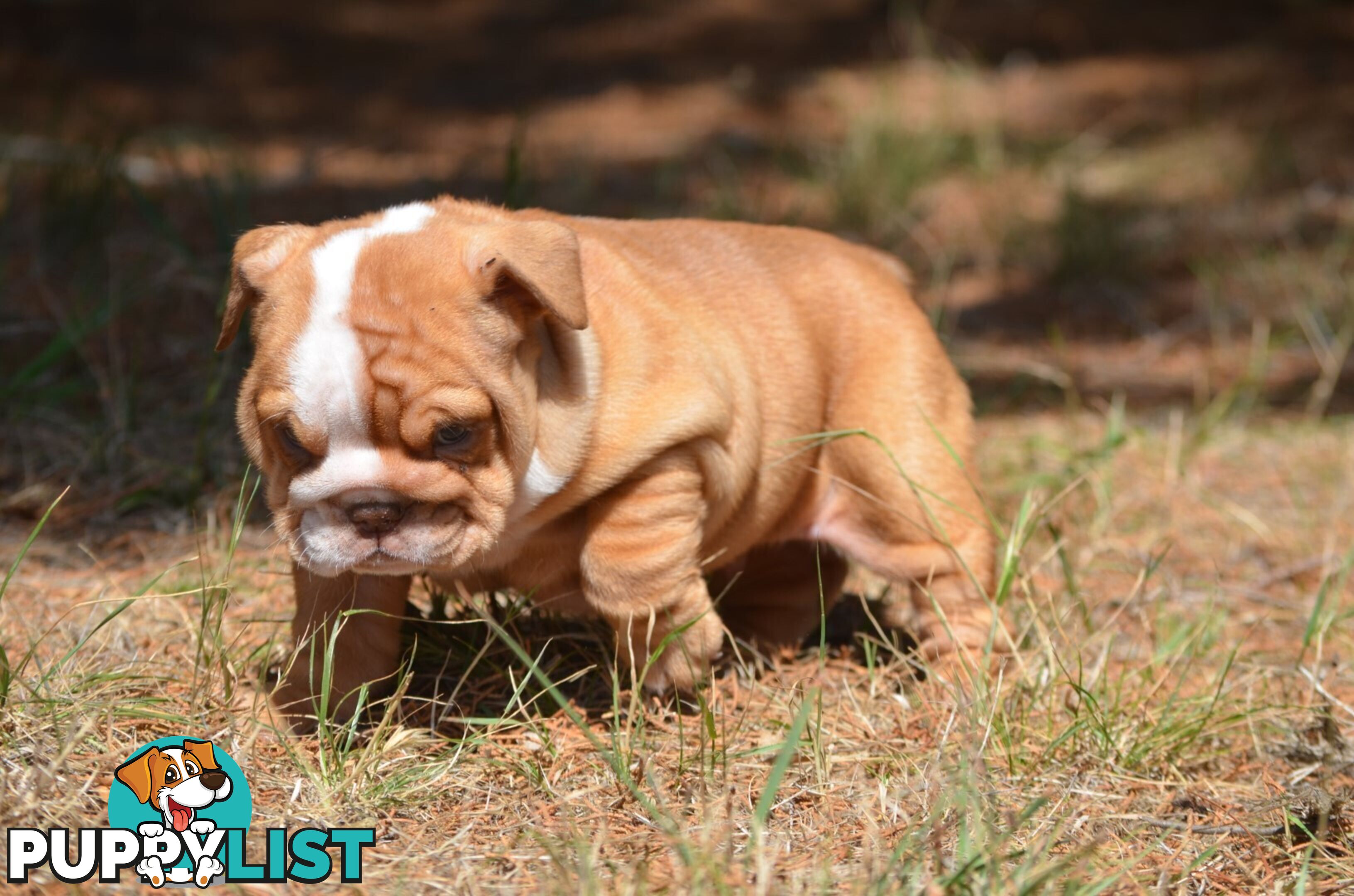 British Bulldog Puppies