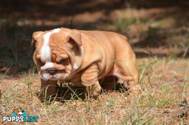 British Bulldog Puppies