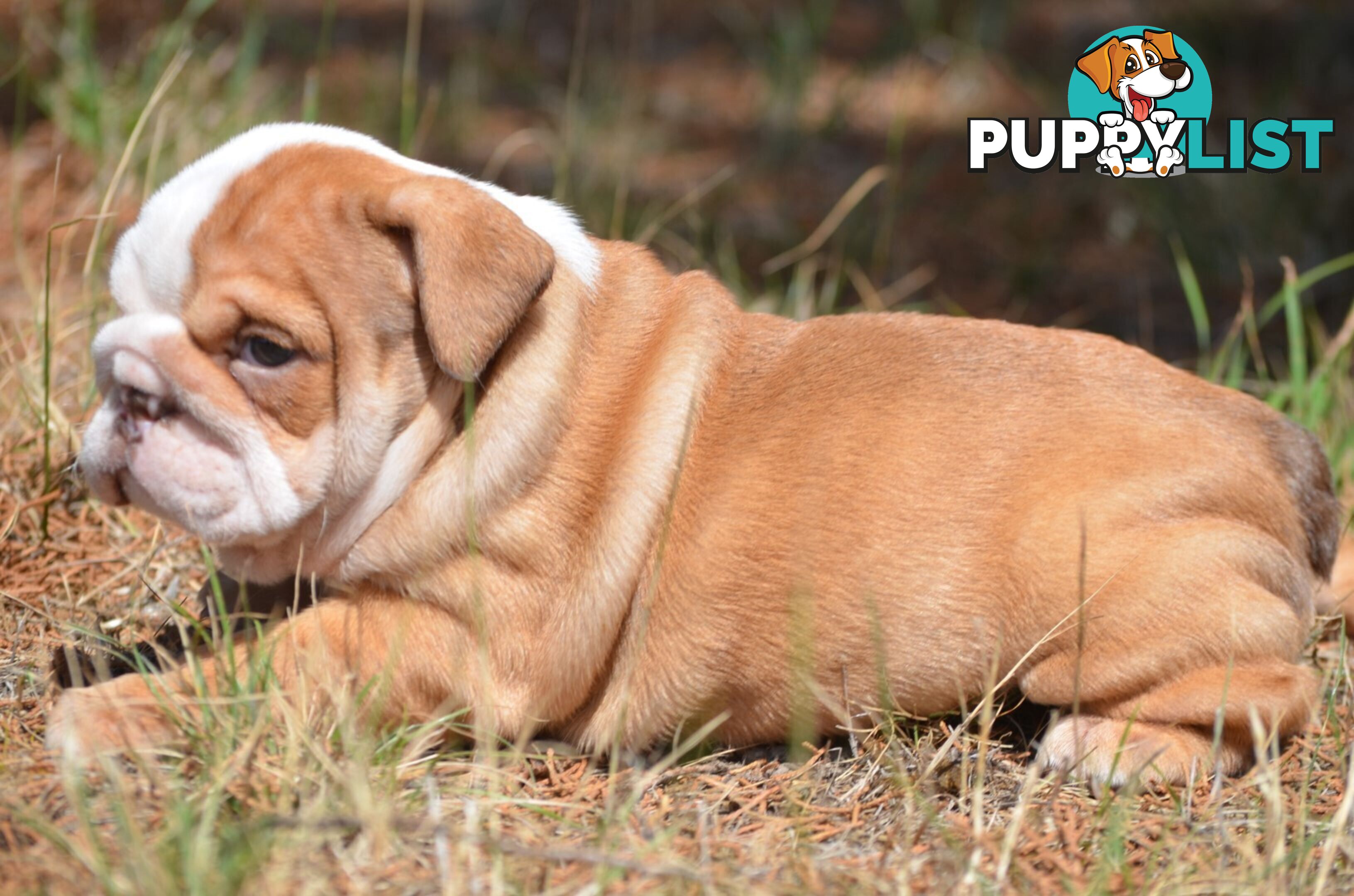 British Bulldog Puppies