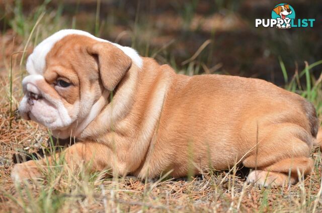 British Bulldog Puppies