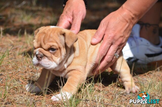 British Bulldog Puppies