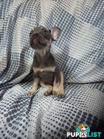 French bulldog Puppies