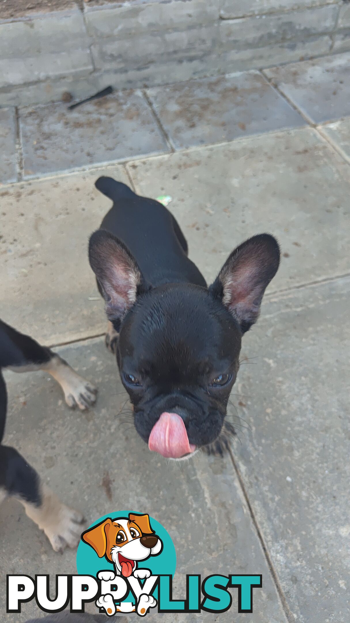 French bulldog Puppies