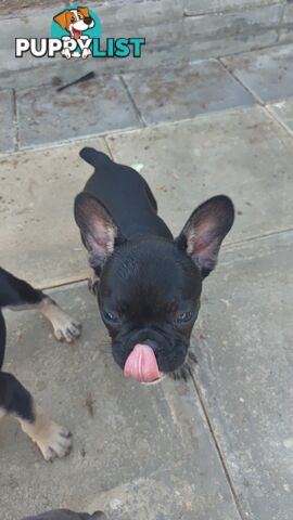 French bulldog Puppies