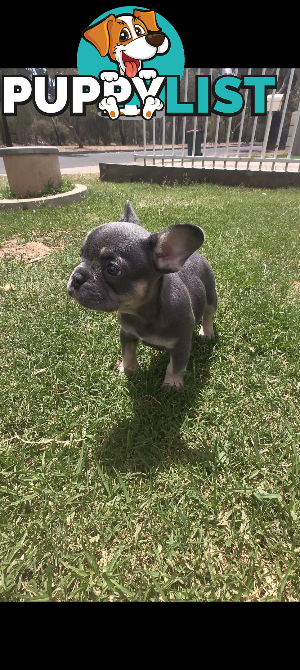 French bulldog Puppies