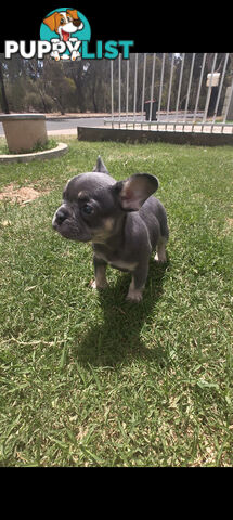 French bulldog Puppies