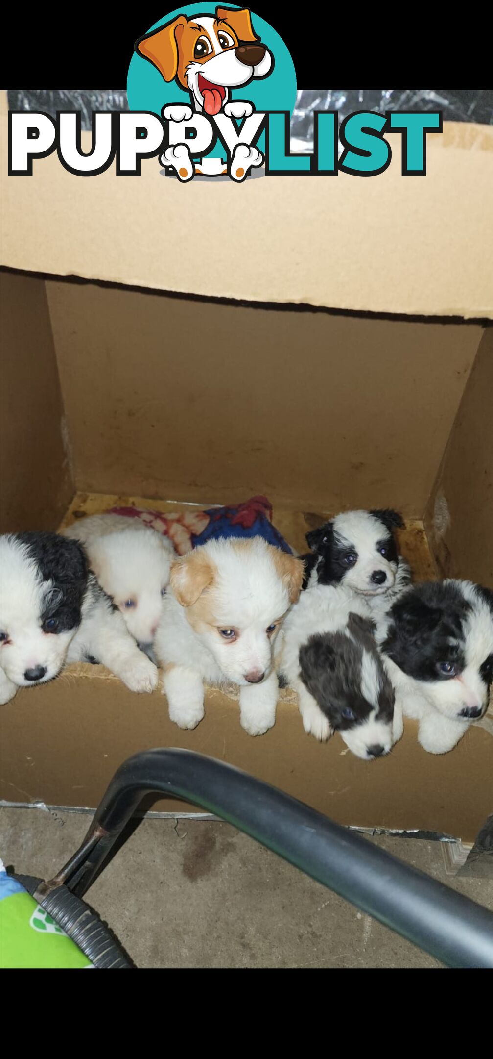 Border Collie Puppies