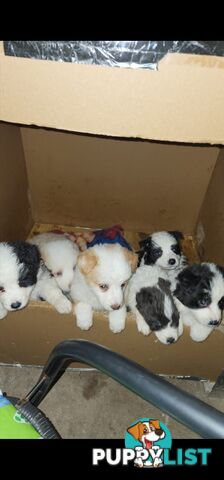 Border Collie Puppies