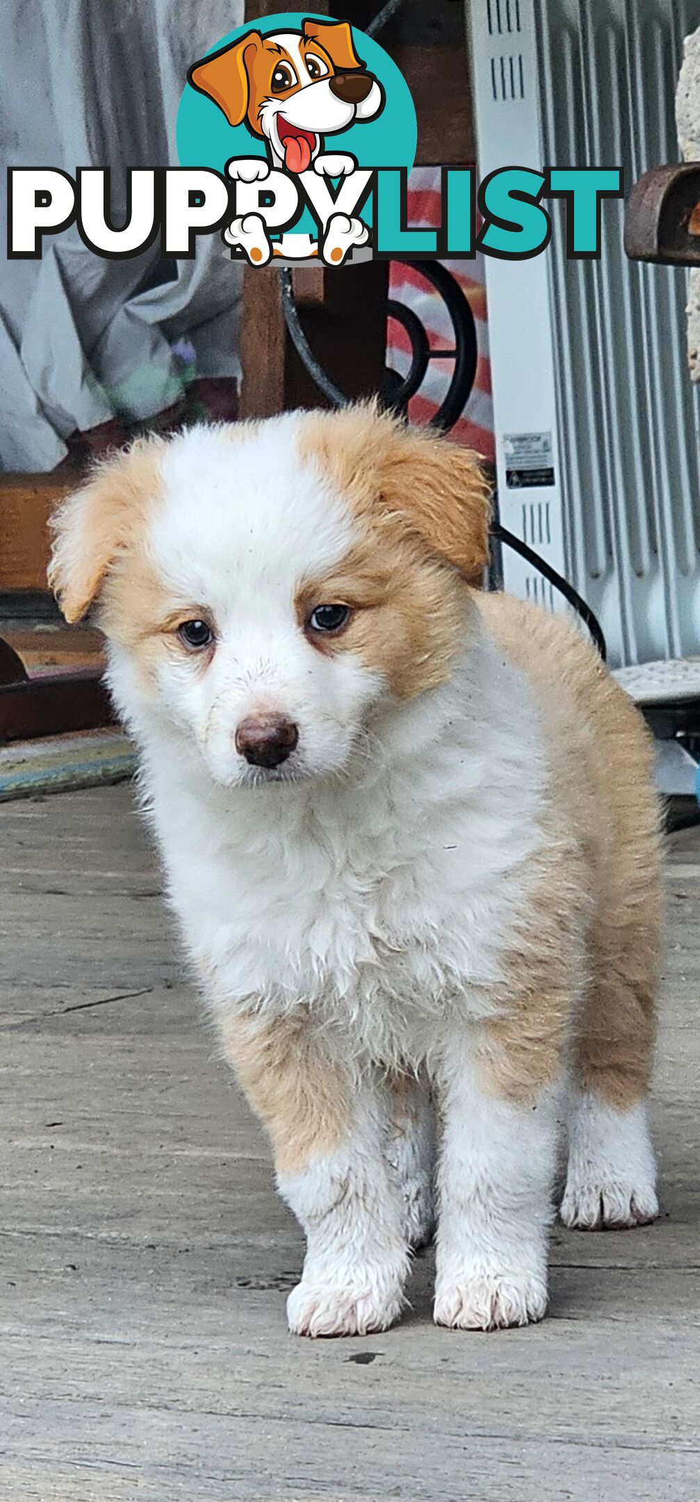 Border Collie Puppies