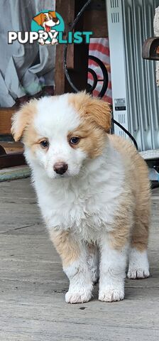 Border Collie Puppies.