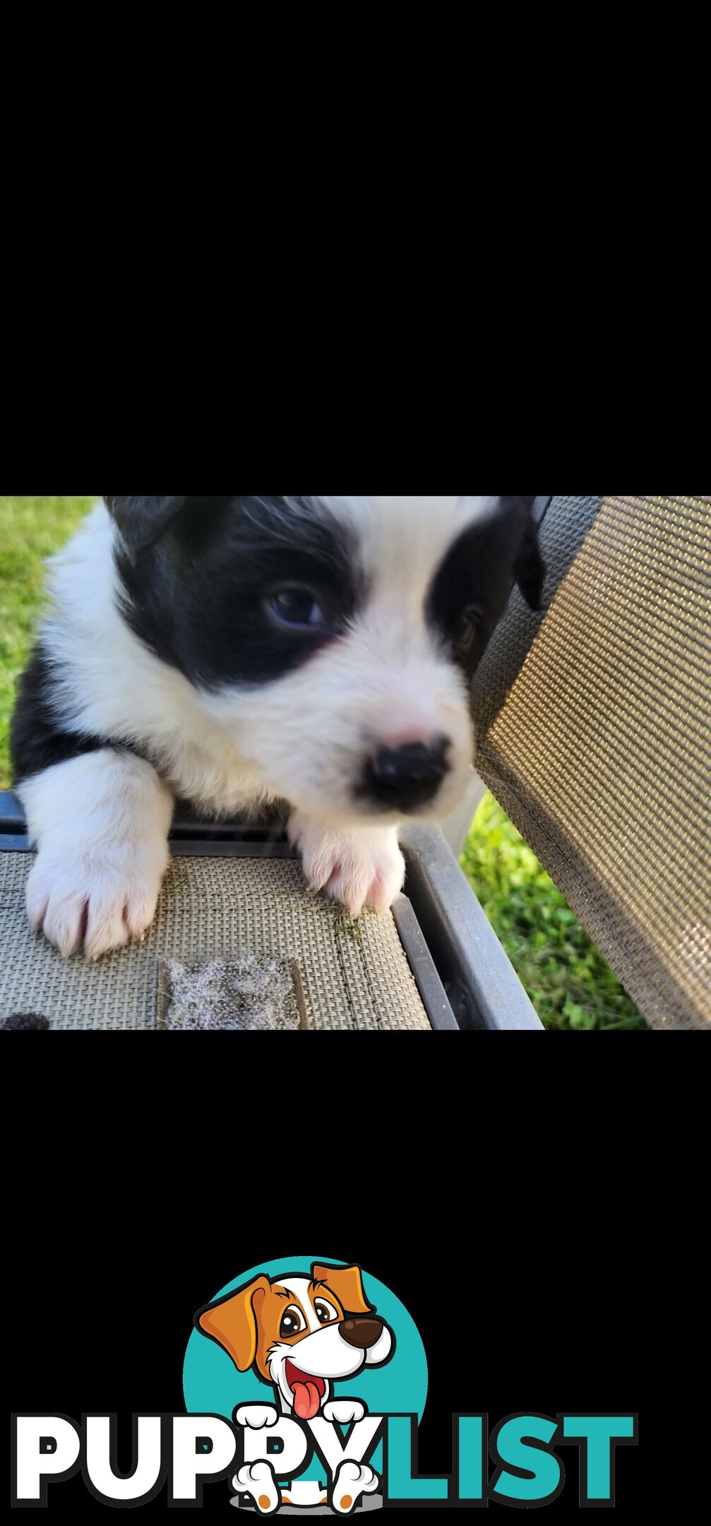 Border Collie Puppies