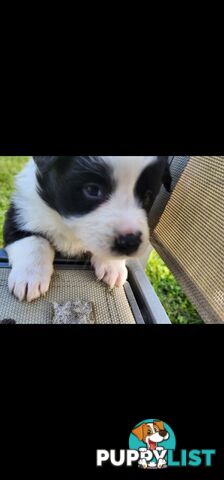 Border Collie Puppies.