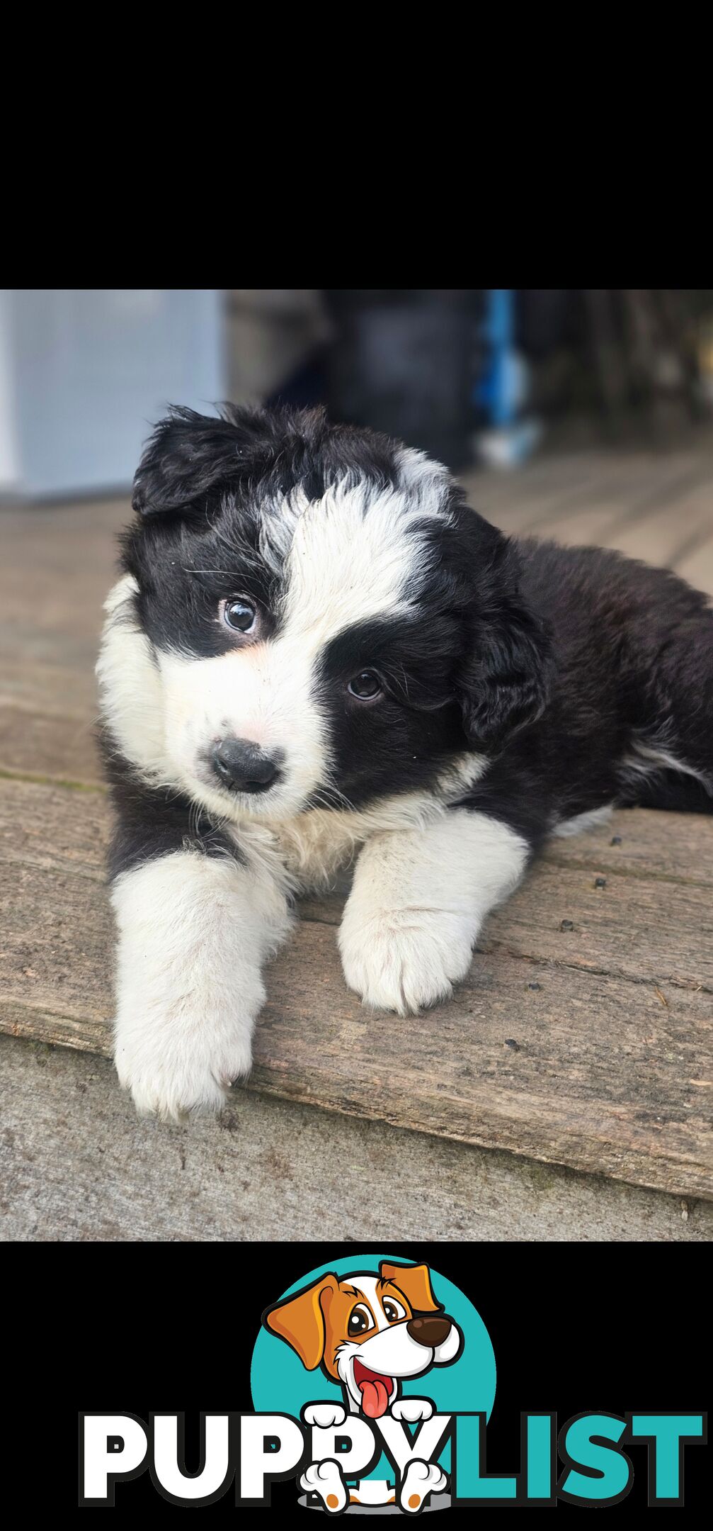 Border Collie Puppies