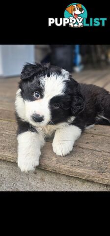 Border Collie Puppies.