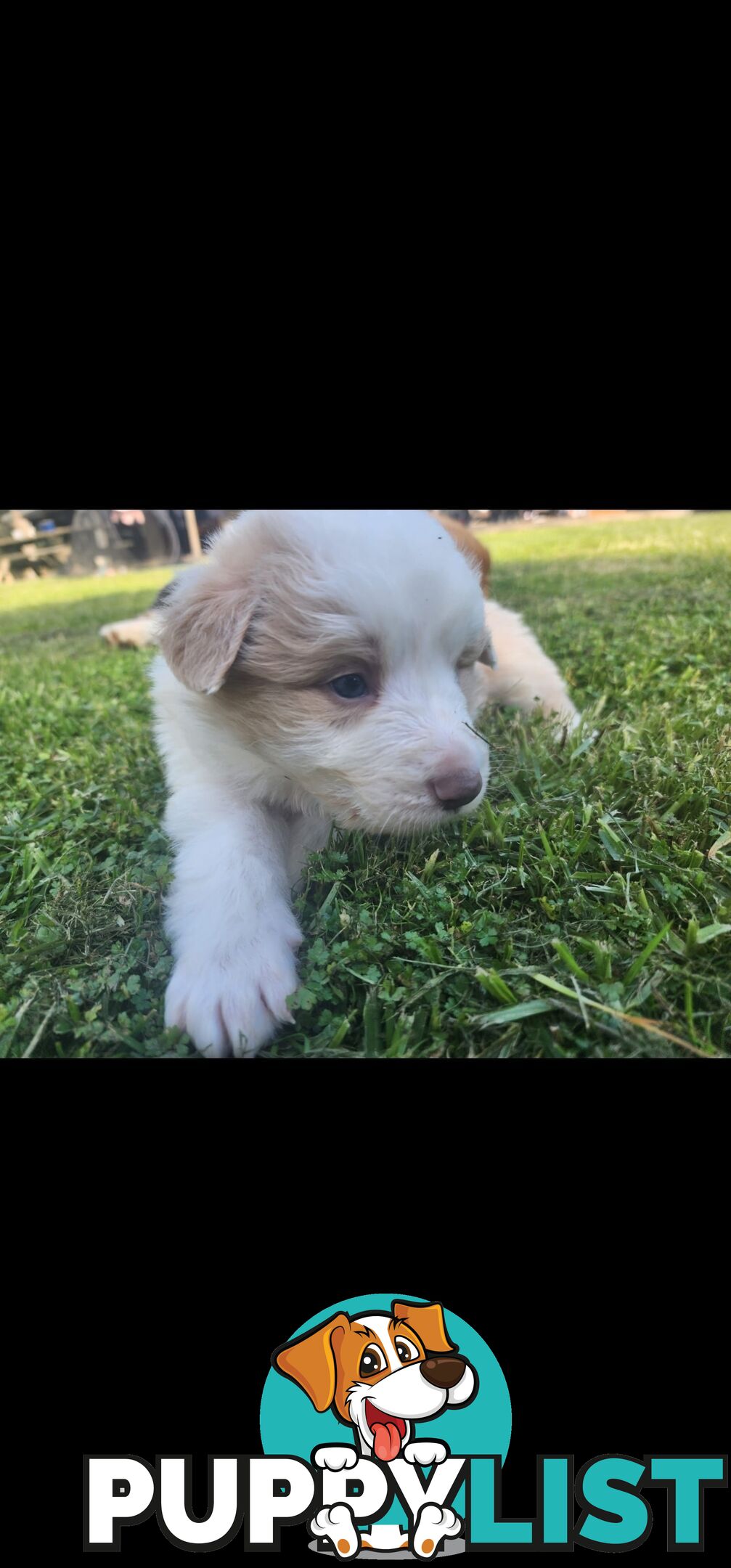 Border Collie Puppies