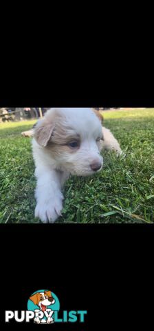 Border Collie Puppies.