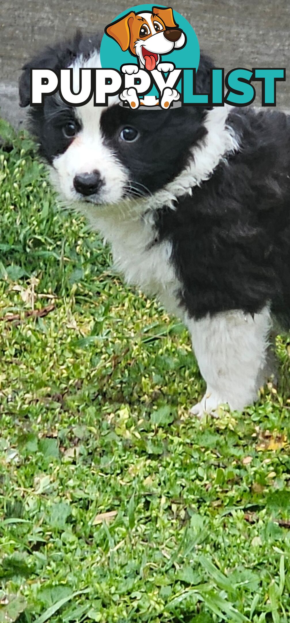 Border Collie Puppies