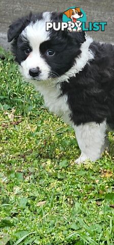 Border Collie Puppies