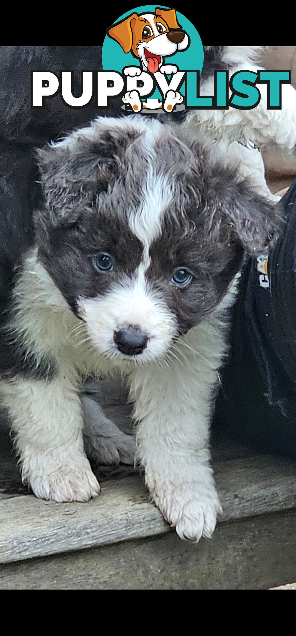 Border Collie Puppies