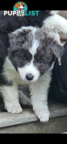 Border Collie Puppies