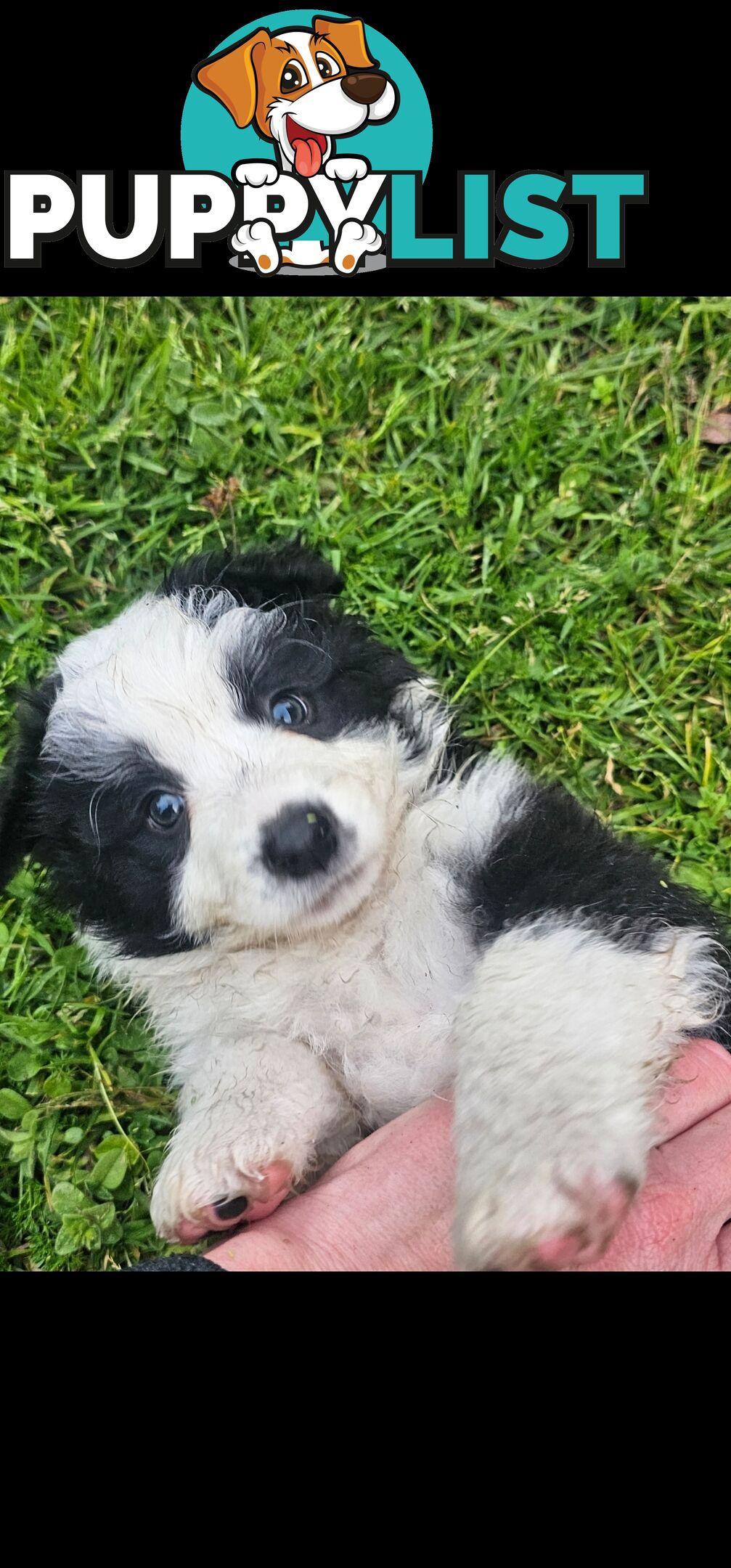 Border Collie Puppies