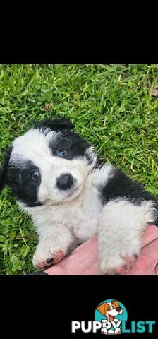 Border Collie Puppies.