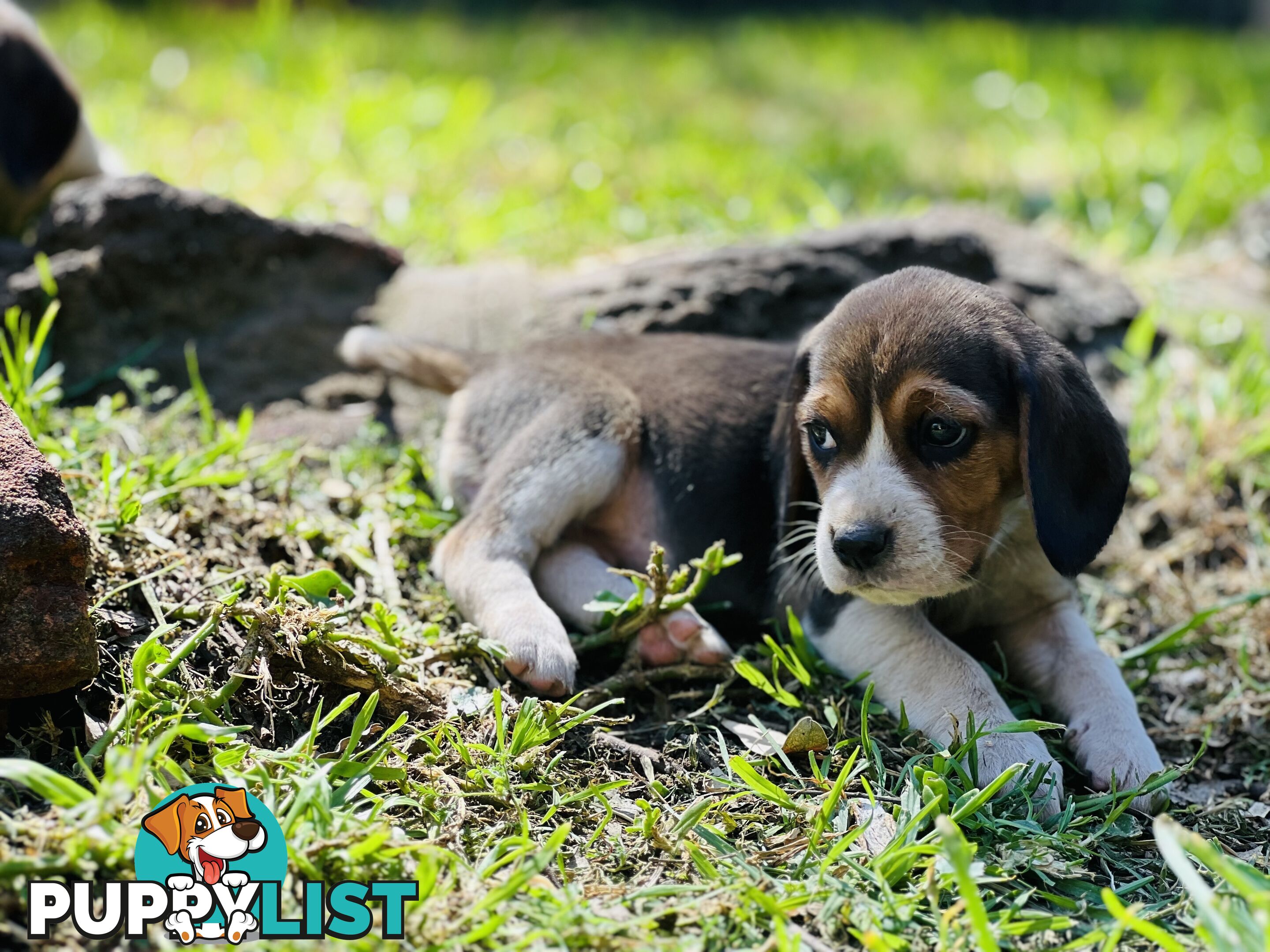 Pure bred beagle puppies