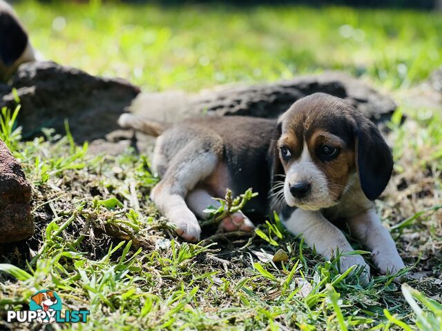 Pure bred beagle puppies