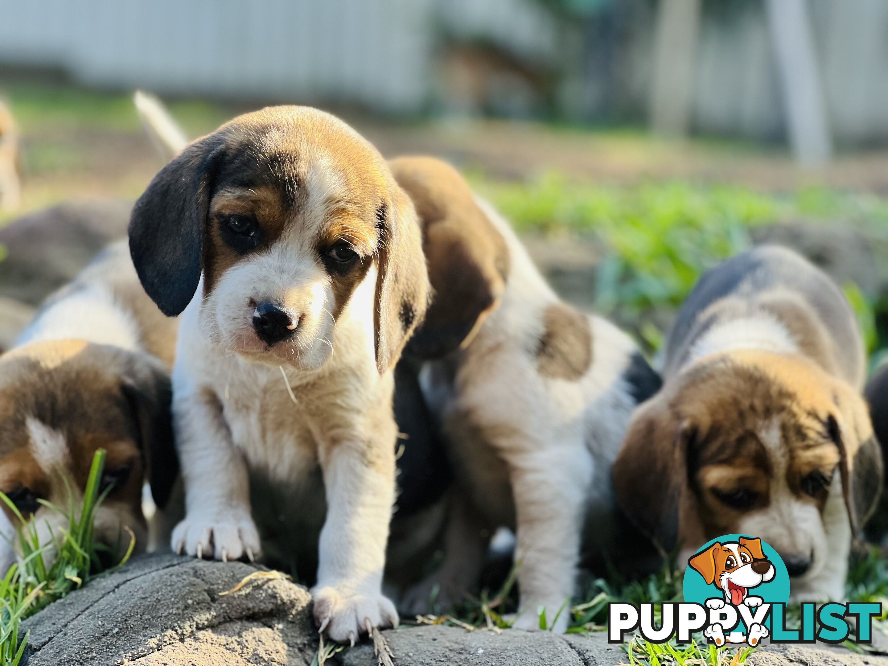 Pure bred beagle puppies