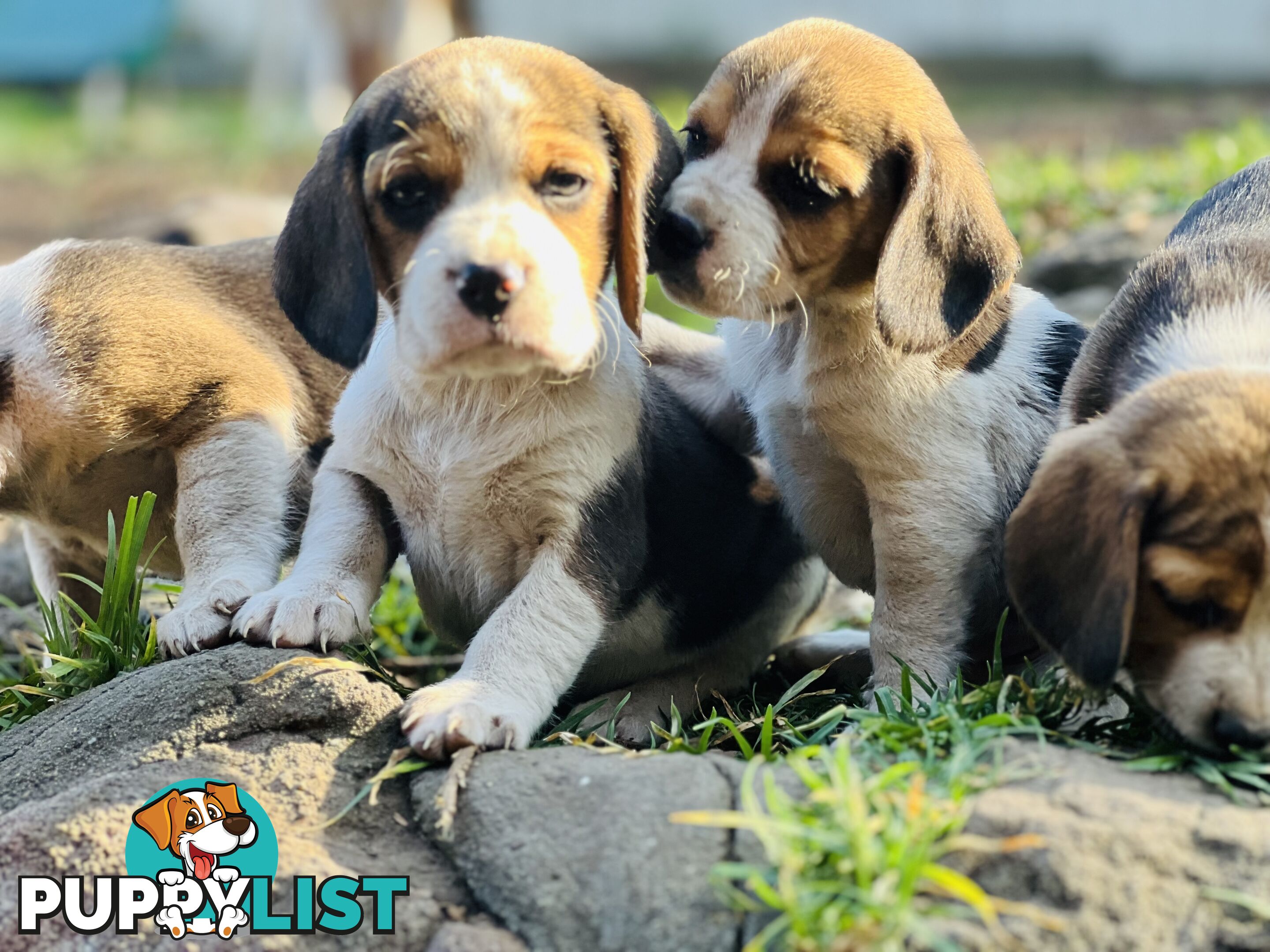 Pure bred beagle puppies