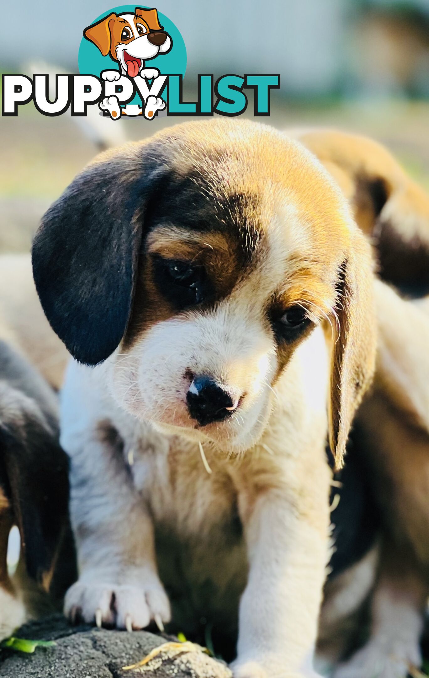 Pure bred beagle puppies