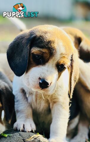 Pure bred beagle puppies