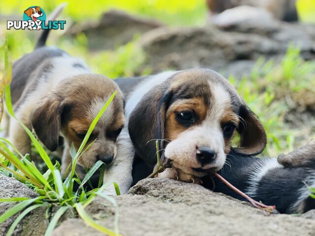 Pure bred beagle puppies