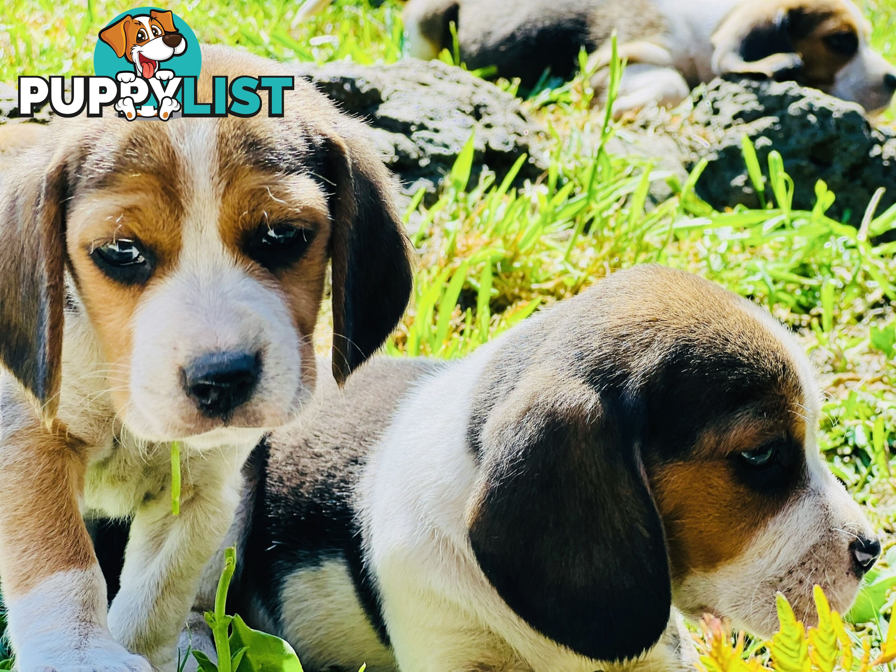 Pure bred beagle puppies