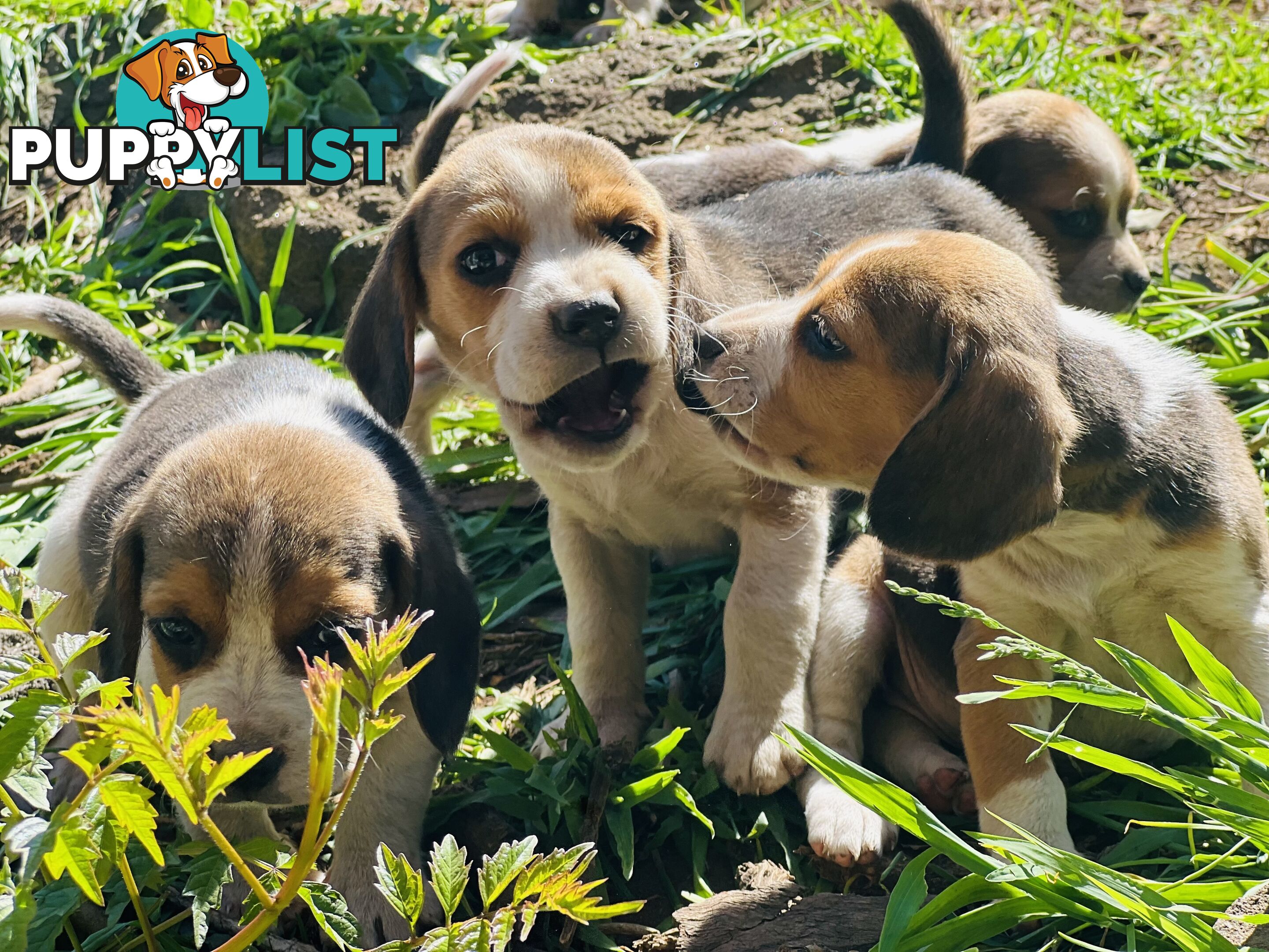 Pure bred beagle puppies