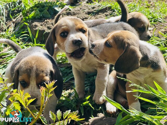 Pure bred beagle puppies