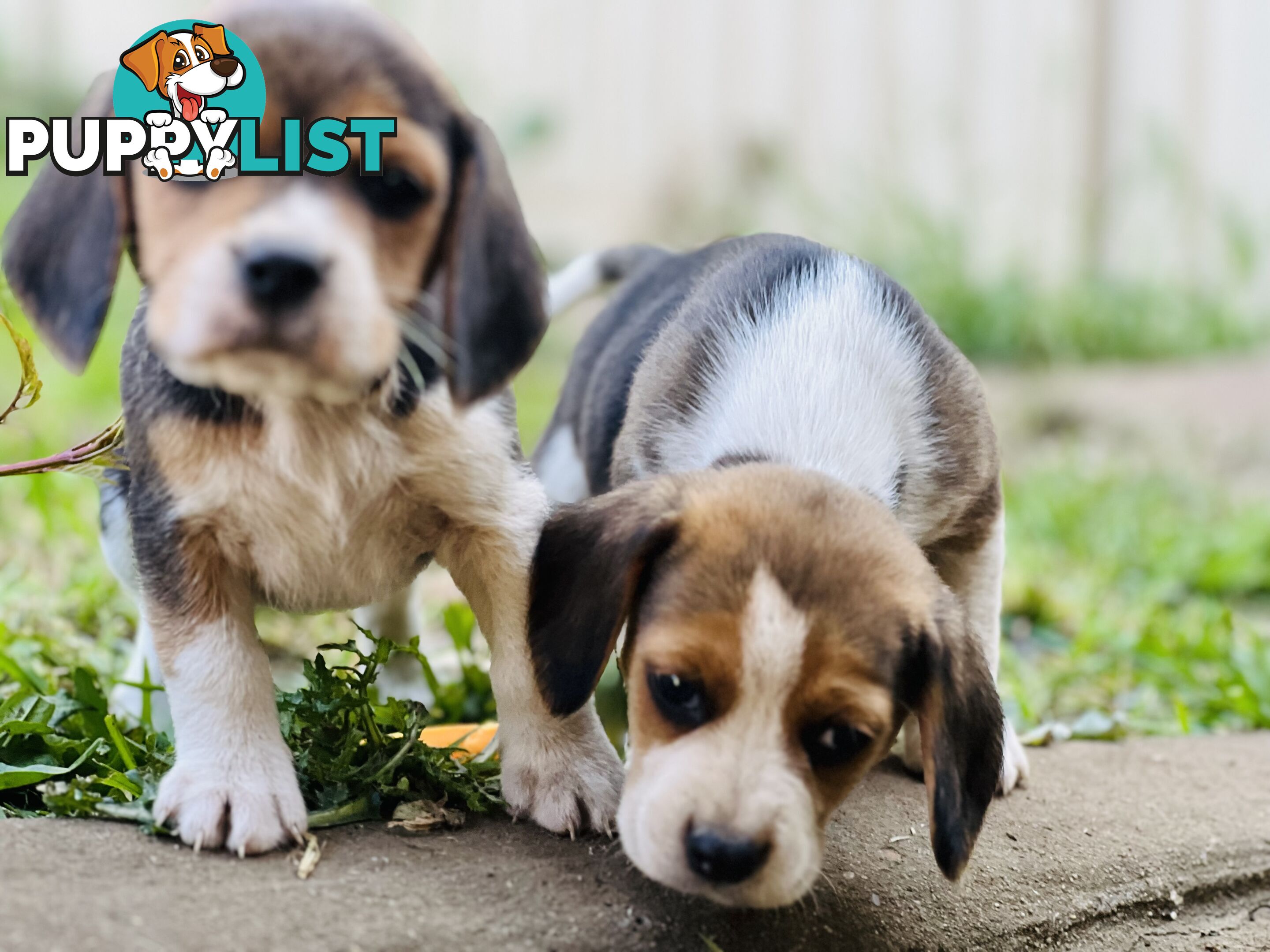 Pure bred beagle puppies