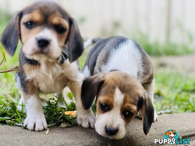 Pure bred beagle puppies