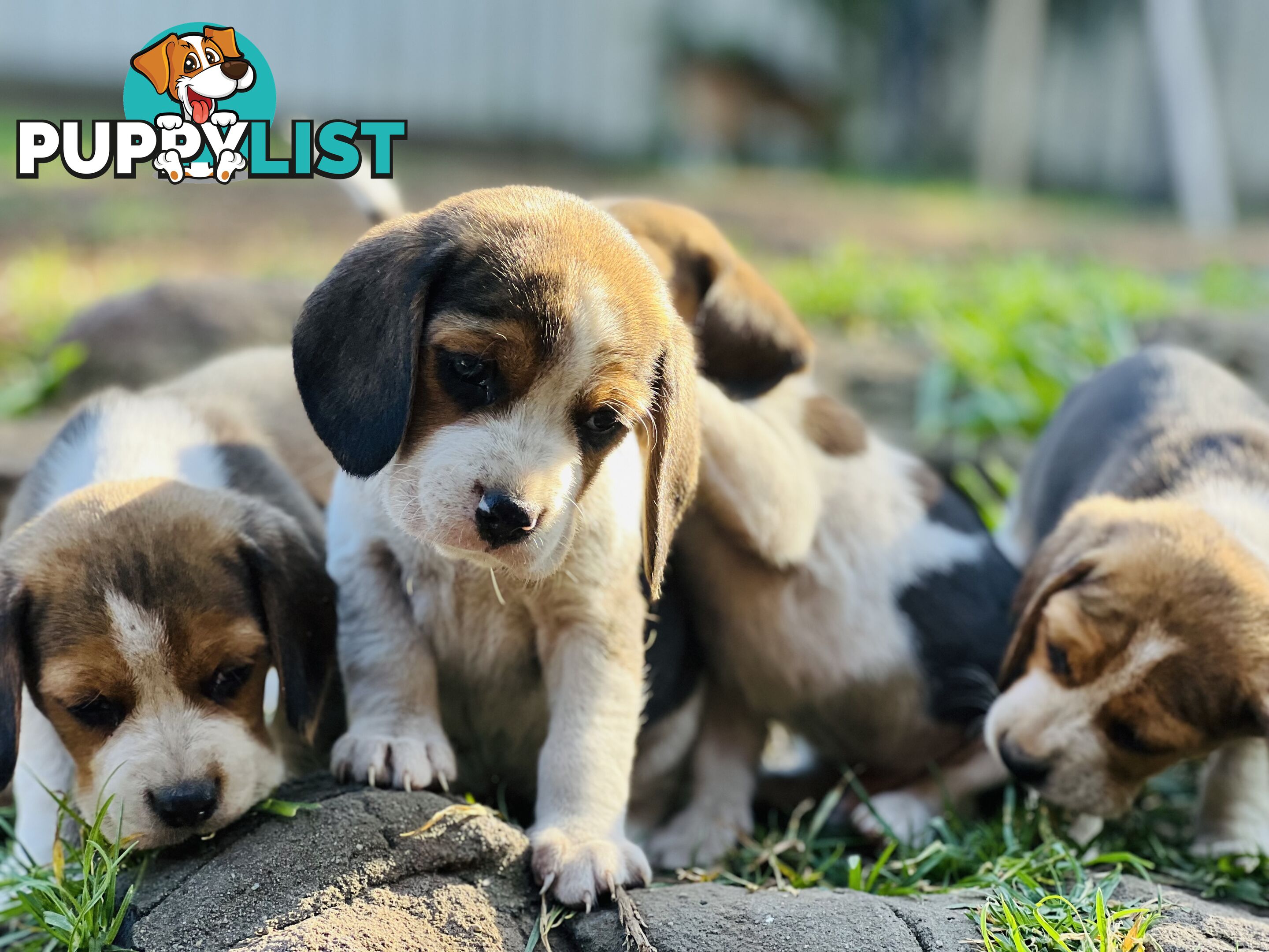 Pure bred beagle puppies