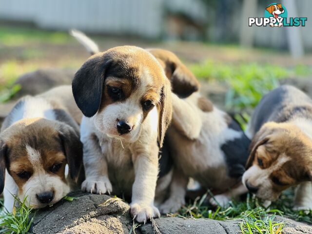 Pure bred beagle puppies