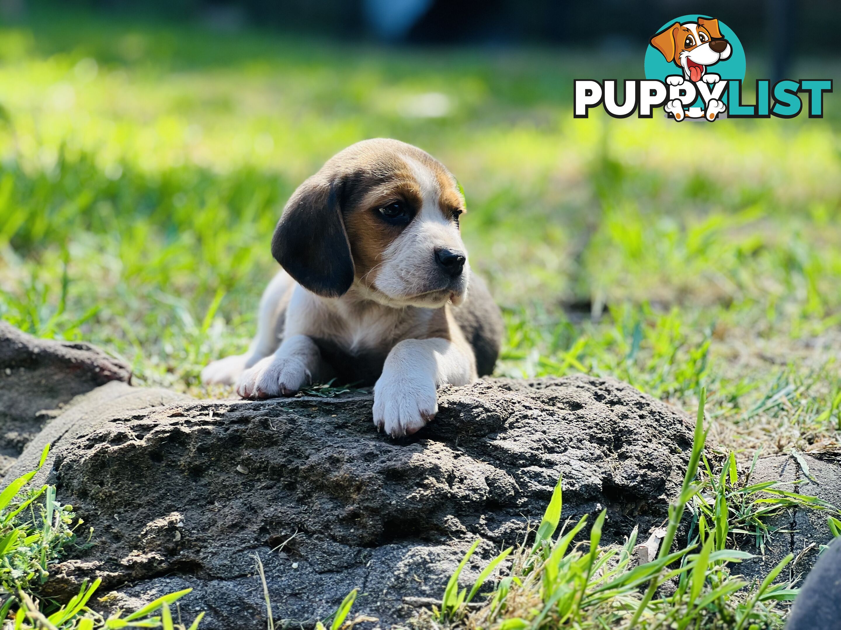 Pure bred beagle puppies