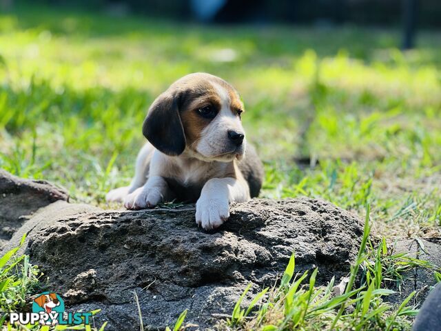 Pure bred beagle puppies