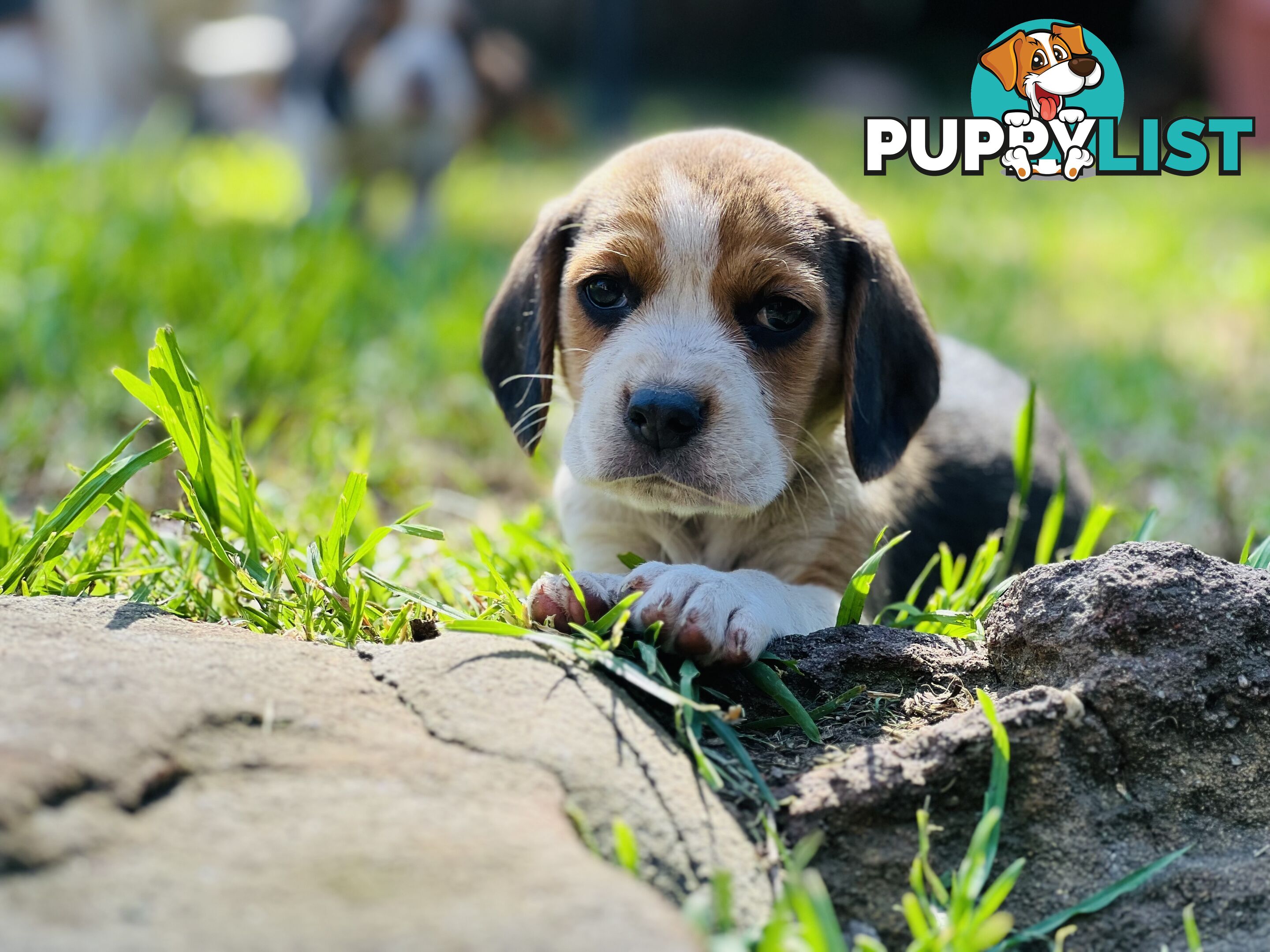 Pure bred beagle puppies