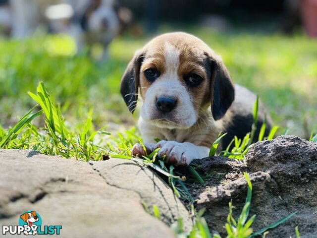 Pure bred beagle puppies