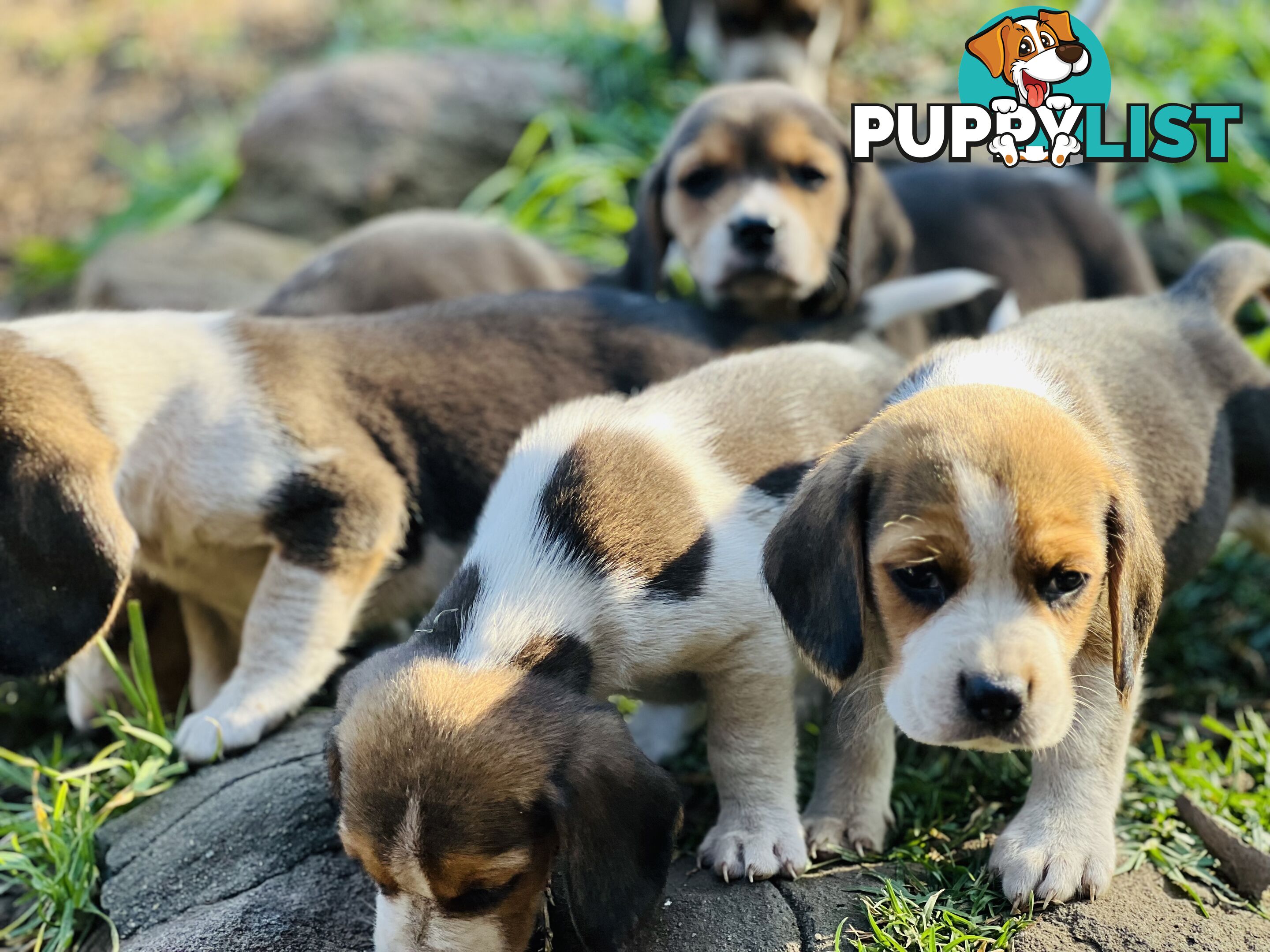 Pure bred beagle puppies