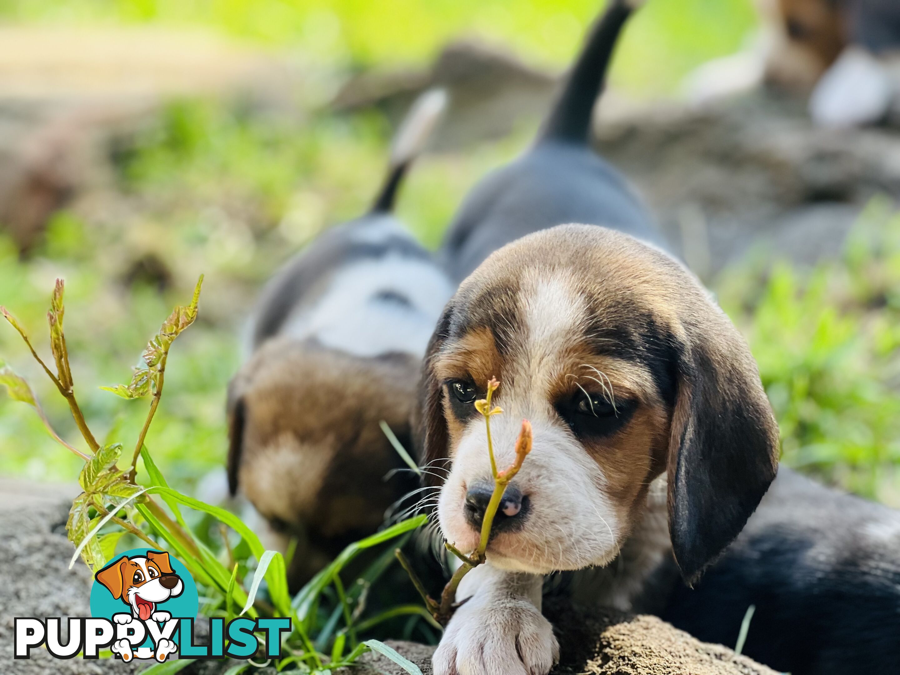 Pure bred beagle puppies