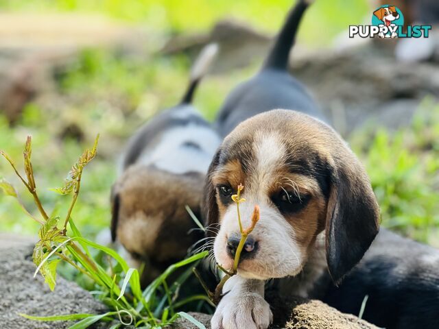 Pure bred beagle puppies