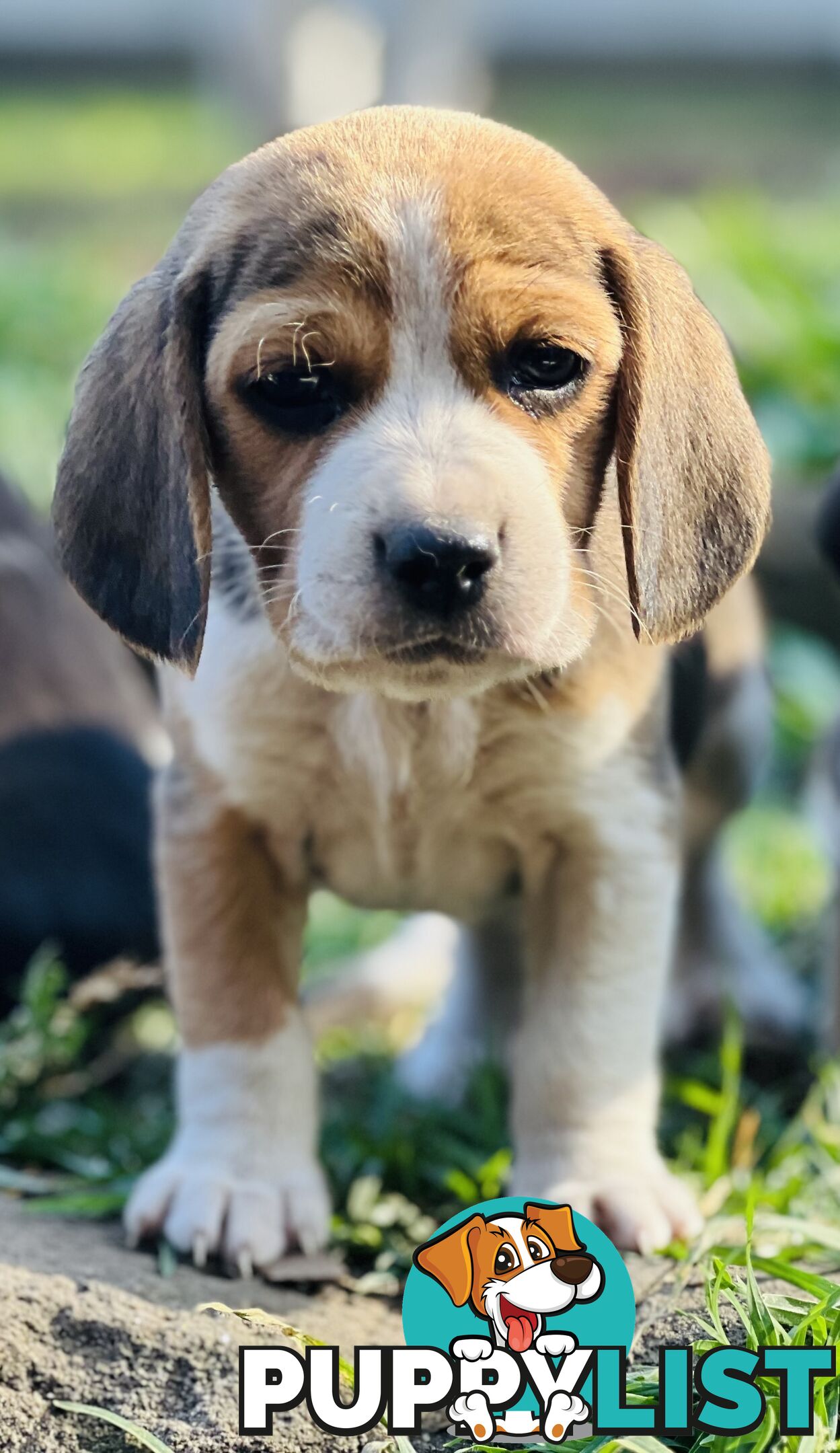 Pure bred beagle puppies