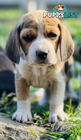 Pure bred beagle puppies